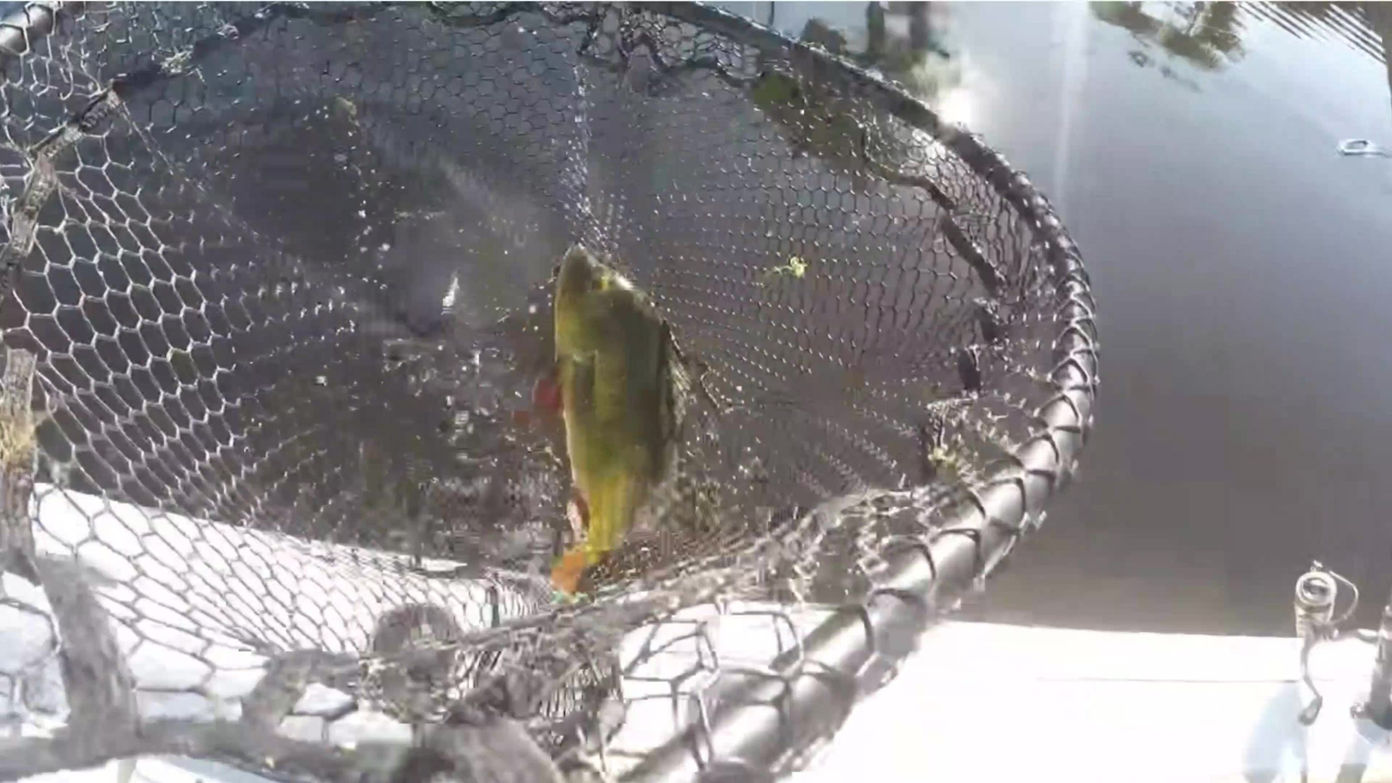 Kelly Rips Peacock Bass